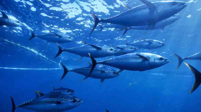 Celebrities urge satellite firm to ‘stop enabling harmful fishing’